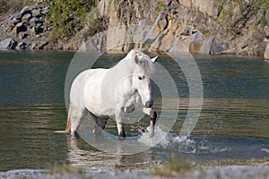 White horse in water