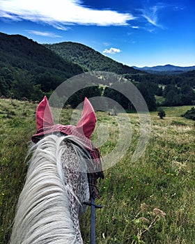 White horse wearing pink ear bonnets and walking in a green meadow