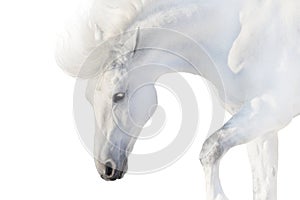 White horse on white