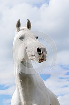 White horse on white clouded summer blue sky with funny interrogative expression.