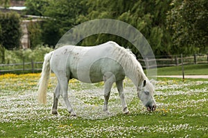 White horse, white flowers