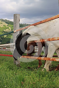 White Horse with white head at the stables in the mountains.