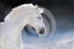 White horse in winter day