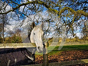 Bianco un cavallo inverno collocamento 