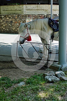 White horse at "Sub Arini" Park in Sibiu
