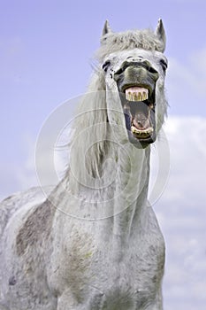 White horse yawning