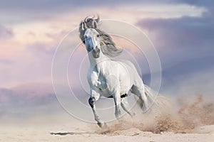 White horser un gallop photo
