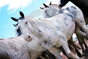 White Horses photo