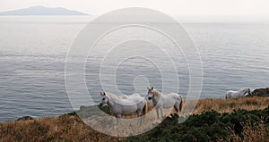 White Horses on Anglesey, Wales