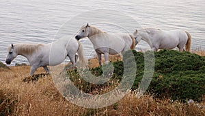 Blanco caballos sobre el 