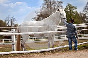 White horses with boy and soft touch