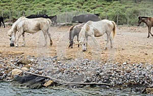 White horses and bullfighting black bulls. Camargue Park on delta Rhone River