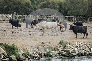 White horses and bullfighting black bulls. Camargue Park on delta Rhone River