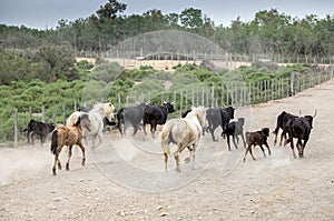 White horses and bullfighting black bulls runs. Camargue Park on delta Rhone River