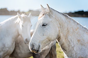 White horses in Camargue