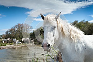 White horses in Camargue