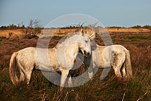 White horses of Camargue