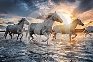 White horses in Camargue, France