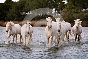 White horses in Camargue, France