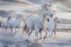 White horses in Camargue, France