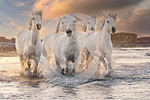 White horses in Camargue, France