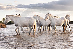 White horses in Camargue, France