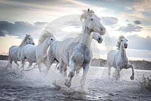 White horses in Camargue, France