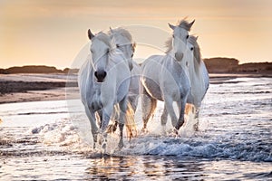 White horses in Camargue, France