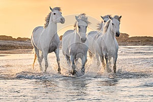 White horses in Camargue, France