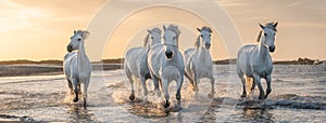 White horses in Camargue, France photo