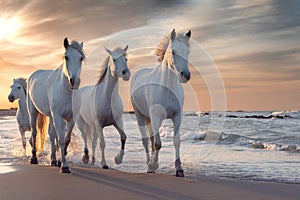 White horses in Camargue, France photo