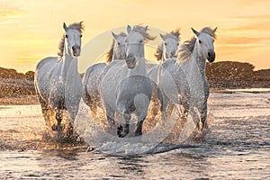 White horses in Camargue, France photo