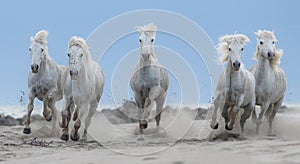 White horses in Camargue, France