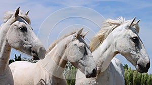 White Horses, Camargue, Saintes-Maries-de-la-Mer