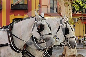 White horses carriage for a wedding in Seville, Spain