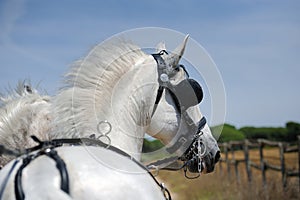 White horses carry a cart