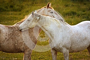 White horses close to each other