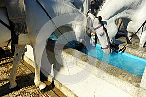 White horses drinking in a water pylon, Spain