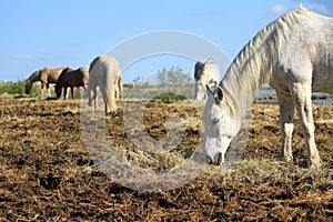 White horses eating, Camargue, France