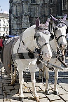 The white horses with fiaker in Vienna