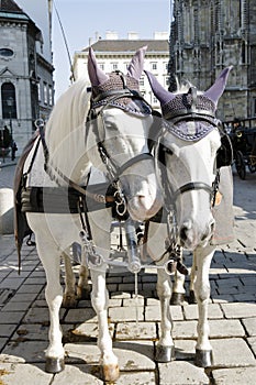 The white horses with fiaker in Vienna