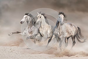 White horses free run in desert