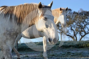 White horses frosty morning