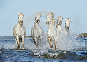 White horses galloping in the water