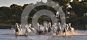 White horses are galoping in the water. Front view. Parc Regional de Camargue - Provence, France