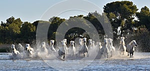 White horses are galoping in the water. Front view. Parc Regional de Camargue - Provence, France