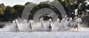 White horses are galoping in the water. Front view. Parc Regional de Camargue - Provence, France