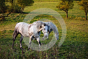 White horses grazing in field in autumn