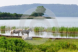 White horses on Lake Vico photo