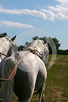 White horses Lipica